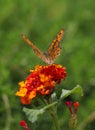 Butterfly with orange color wings pollinating red and yellow flower. Blur, bokeh green background, vertical portrait Royalty Free Stock Photo