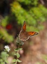 Butterfly with orange color wings pollinating red and yellow flower. Blur, bokeh green background, vertical portrait Royalty Free Stock Photo