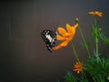 Butterfly on the orange flower