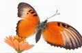Butterfly on orange flower, cut out on white background