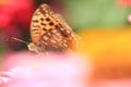 Butterfly on orange flower