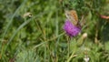 Butterfly orange laid on mountain flowers, in the month of August