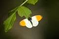 Butterfly/Orange Tip Royalty Free Stock Photo