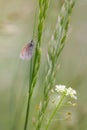 Butterfly, orange tip on the blade of grass.