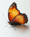 Butterfly with orange wings and black edges on a light background