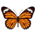 Butterfly with orange wings, view from above, isolated on white background. Vector illustration, banner, card, poster