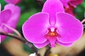 Butterfly orchid