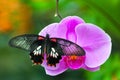 Butterfly on Orchid