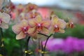 Butterfly orchid Royalty Free Stock Photo