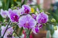 butterfly orchid closeup