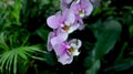 Butterfly Orchid, Phalaenopsis aphrodite Rchb. F.