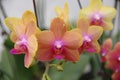 Butterfly Orchid