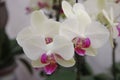 Butterfly Orchid