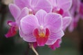 Butterfly Orchid