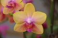 Butterfly Orchid