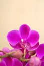 butterfly orchid moth orchid flower closeup shot Royalty Free Stock Photo