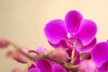 butterfly orchid moth orchid flower closeup shot Royalty Free Stock Photo