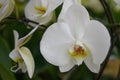 Moth orchid Phalaenopsis white flowers Royalty Free Stock Photo