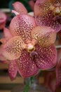 Moth orchid Phalaenopsis brown red speckled flowers Royalty Free Stock Photo