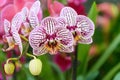 Moth orchid Phalaenopsis purple speckled white flowers Royalty Free Stock Photo