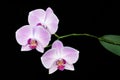 Butterfly orchid