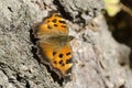 Butterfly ordinary urticaria sits on a birch Royalty Free Stock Photo