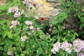 Butterfly on oregano Royalty Free Stock Photo