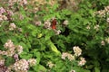 Butterfly on oregano Royalty Free Stock Photo