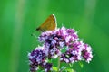 A butterfly on the origano flower