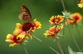 Butterfly on Painted Daisy