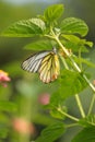 Butterfly (painted jezebel) Royalty Free Stock Photo