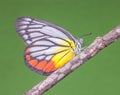 A Butterfly - Painted Jezebel