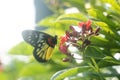 Butterfly: Painted Jezebel Royalty Free Stock Photo