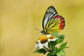 Butterfly Painted Jezebel sipping nectar Royalty Free Stock Photo