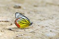 Butterfly Painted Jezebel sipping water on the ground Royalty Free Stock Photo