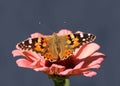 Butterfly Painted Lady