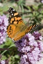 Butterfly (Painted Lady) Royalty Free Stock Photo