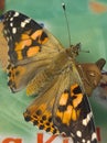 Butterfly painted lady nature insect bugs release butterfly Royalty Free Stock Photo