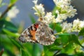 Butterfly-painted lady (vanessa cardui )