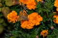 A butterfly Painted lady Vanessa cardui sits on a orange flower of the Marigold. Butterfly closeup. Royalty Free Stock Photo