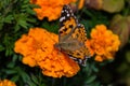 A butterfly Painted lady Vanessa cardui sits on a orange flower of the Marigold. Butterfly closeup. Royalty Free Stock Photo