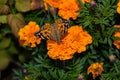 A butterfly Painted lady Vanessa cardui sits on a orange flower of the Marigold. Butterfly closeup. Royalty Free Stock Photo