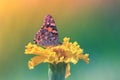 A Butterfly Painted Lady Vanessa Cardui Sits on a Yellow Bud of the Marigold Royalty Free Stock Photo