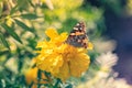 A Butterfly Painted Lady Vanessa Cardui Sits on a Yellow Bud of the Marigold Royalty Free Stock Photo