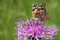 Butterfly - Painted Lady (Vanessa cardui)