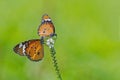 Plain Tiger butterfly pair Royalty Free Stock Photo