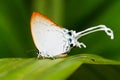 Butterfly in pang sida national park