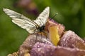 Butterfly on pansy.