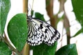 Butterfly paper kite Idea leuconoe Insect Royalty Free Stock Photo