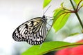 Butterfly paper kite Idea leuconoe Insect Royalty Free Stock Photo